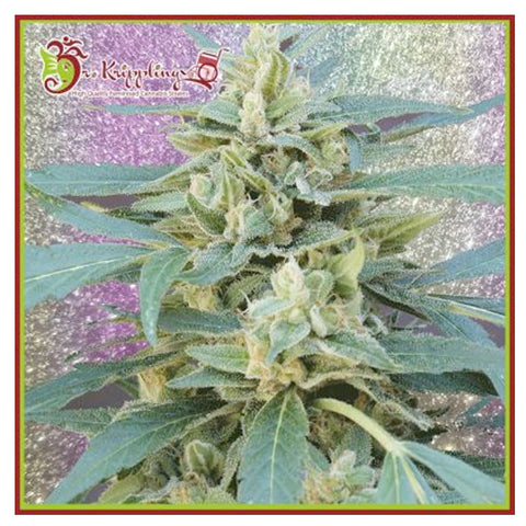 Incredible Lemons - Feminzed - Dr Krippling Seeds
