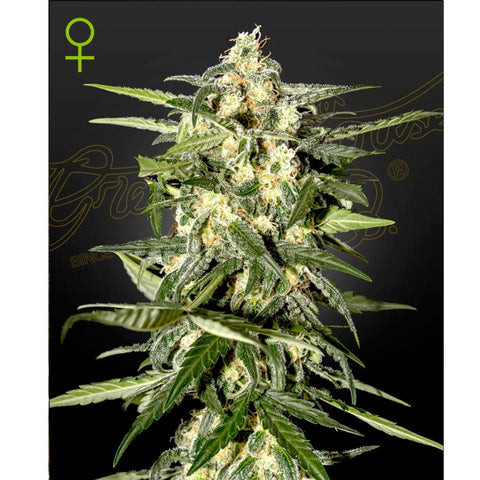 Jack Herer Auto - Feminzed - Green House Seeds