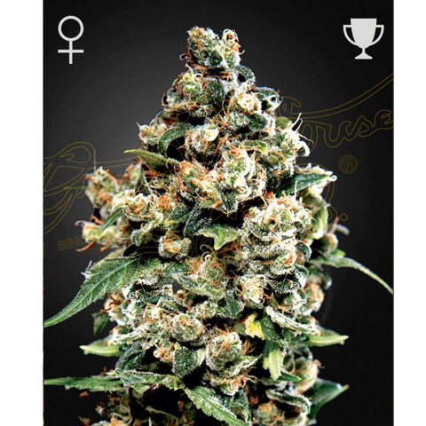 Jack Herer - Feminzed - Green House Seeds