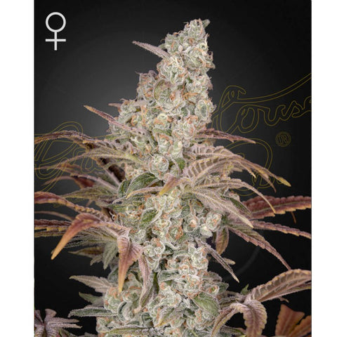 Jack's Dream - Feminzed - Green House Seeds