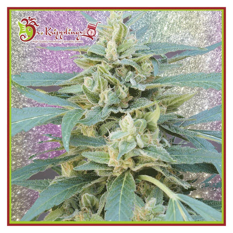 Jammy Auto - Feminzed & Autoflowering - Dr Krippling Seeds
