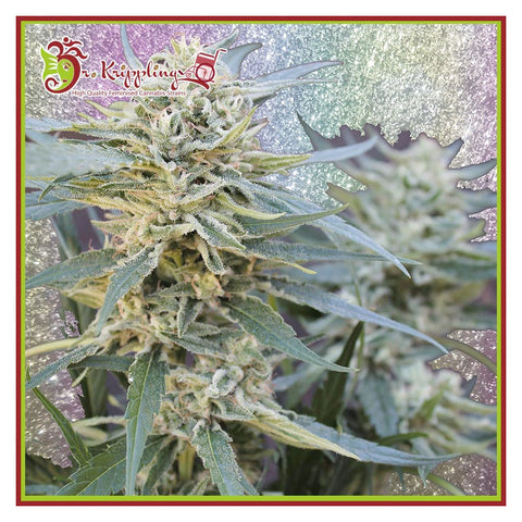 Jamnesia Haze - Feminzed - Dr Krippling Seeds