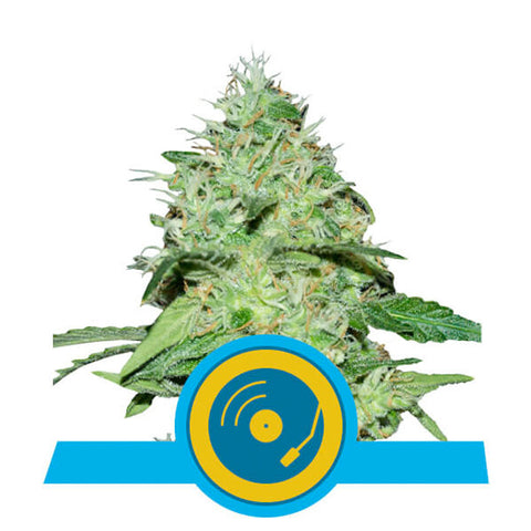 Joanne's CBD - Feminzed - Royal Queen Seeds