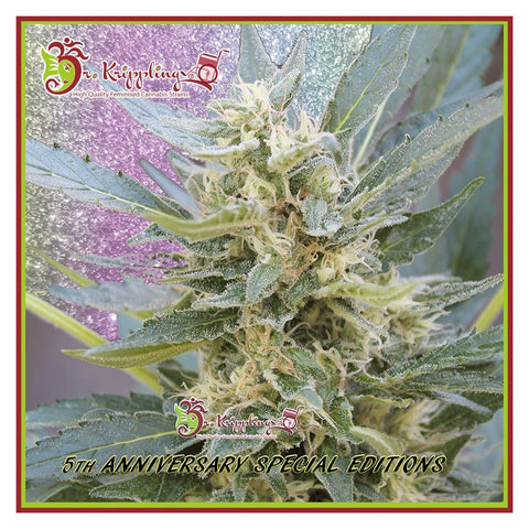 Jumping Black Dash Auto - Feminzed & Autoflowering - Dr Krippling Seeds