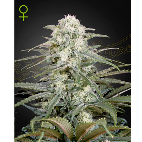 Kalashnikova Auto - Feminzed - Green House Seeds