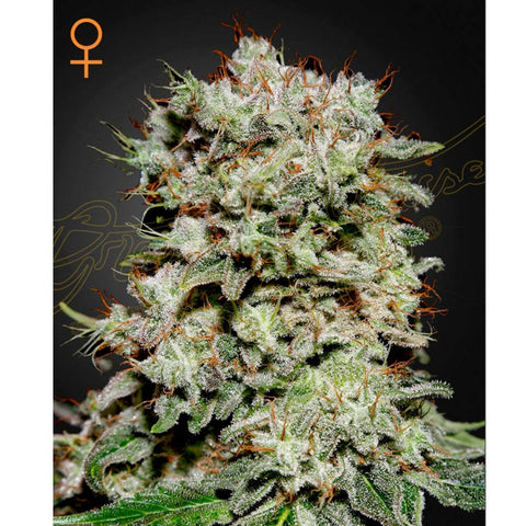 Kalashnikova - Feminzed - Green House Seeds