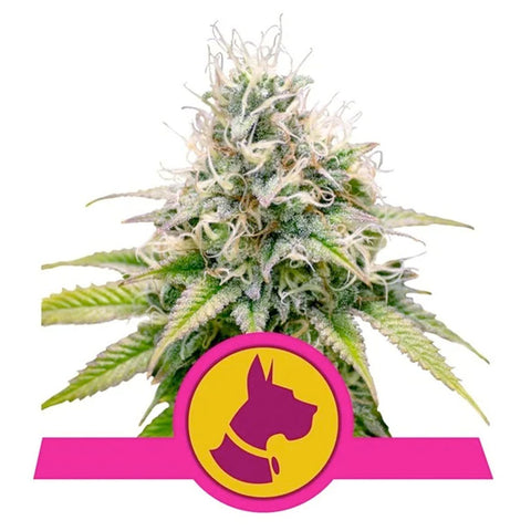 Kali Dog - Feminzed - Royal Queen Seeds
