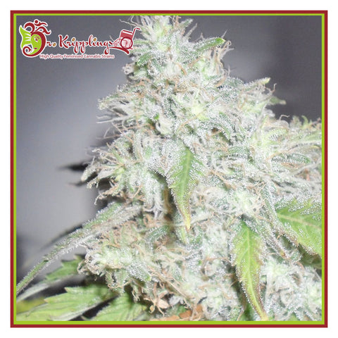 Kali's White Shadow - Feminzed - Dr Krippling Seeds