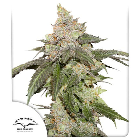 Kerosene Krash - Feminzed - Dutch Passion Seeds