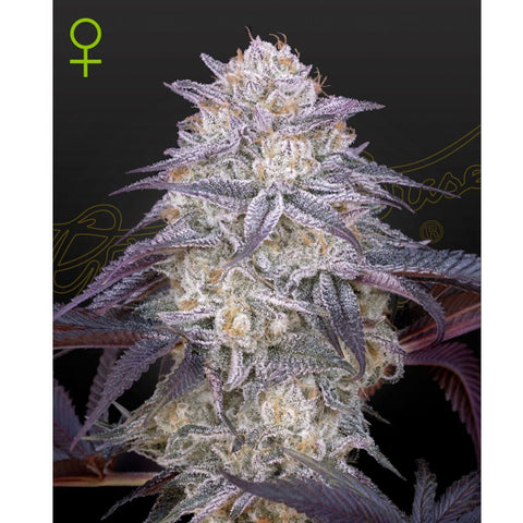 King's Juice Auto - Feminzed & Autoflowering - Green House Seeds