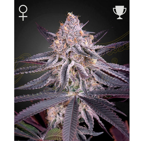 King's Juice - Feminzed - Green House Seeds