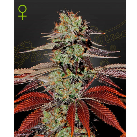 King's Kush Auto - Feminzed - Green House Seeds
