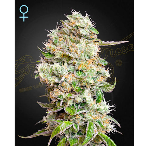 King's Kush Auto CBD - Feminzed - Green House Seeds