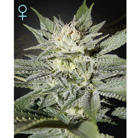 King's Kush CBD - Feminzed - Green House Seeds
