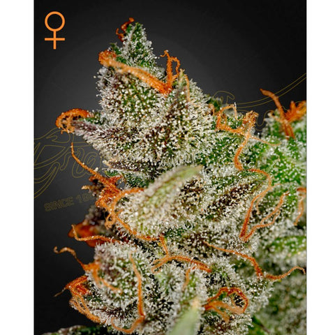 King's Kush - Feminzed - Green House Seeds