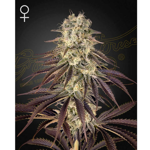 Kong's Krush - Feminzed - Green House Seeds