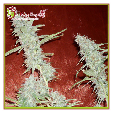 Krippleberry - Feminzed & Autoflowering - Dr Krippling Seeds