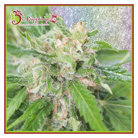 Kripplicious - Feminzed - Dr Krippling Seeds