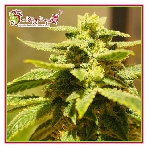 Krippling's Gelato - Feminzed - Dr Krippling Seeds