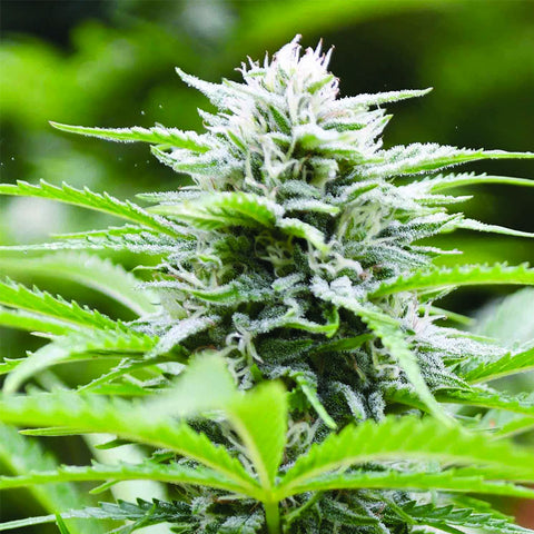 Kushhead 707 - Feminzed - Emerald Triangle Seeds