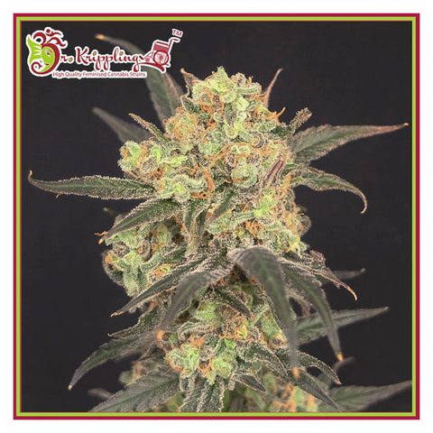 Leisure Zoot Larry - Feminzed - Dr Krippling Seeds