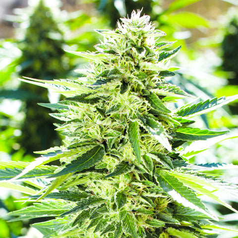 Lemon Diesel - Feminzed - Emerald Triangle Seeds