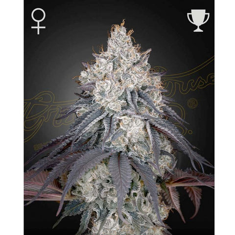 Lemon Orange - Feminzed - Green House Seeds