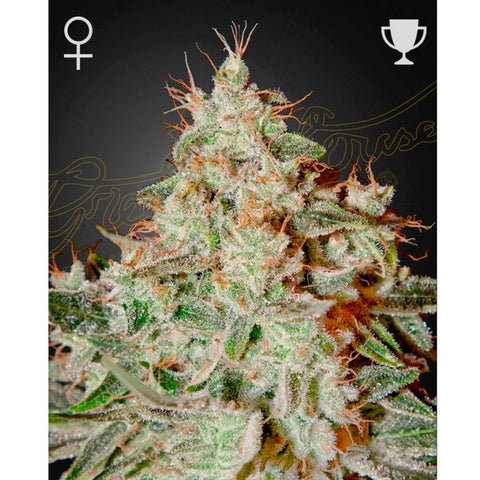 Lemon Skunk - Feminzed - Green House Seeds