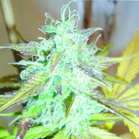 Lemon Haze Auto - Feminzed & Autoflowering - Emerald Triangle Seeds