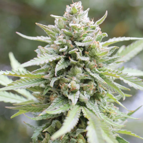 Lemongrass - Feminzed - Humboldt Seed Company Seeds