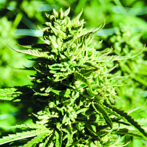 Lost Coast O.G. - Feminzed - Emerald Triangle Seeds