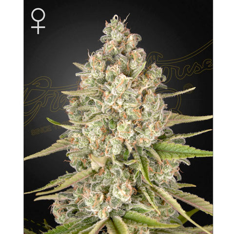 Lost Pearl - Feminzed - Green House Seeds