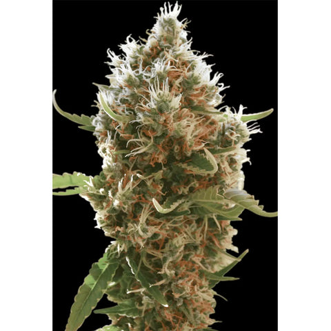 Lucid Bolt - Feminzed - Paradise Seeds