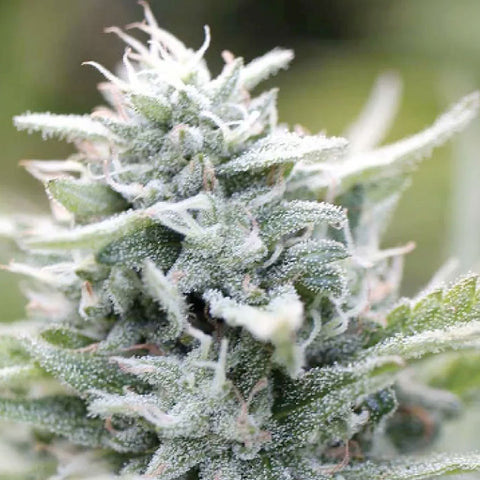 Magic Melon - Feminzed - Humboldt Seed Company Seeds