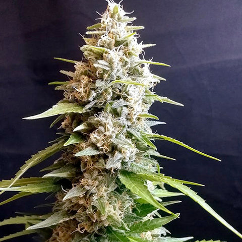 Maltezerz - Feminized - G13 Labs Seeds