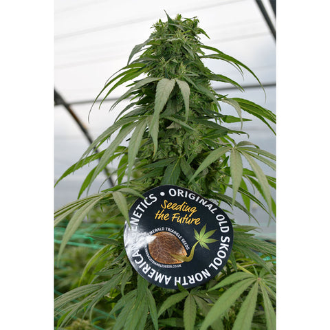 Mandarin Mimosa - Feminzed - Emerald Triangle Seeds