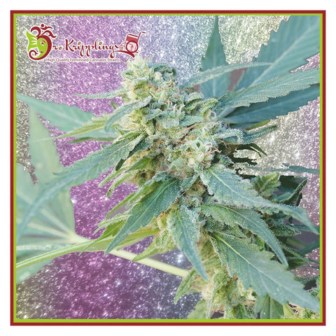 Mango Bubble Cloud - Feminzed - Dr Krippling Seeds