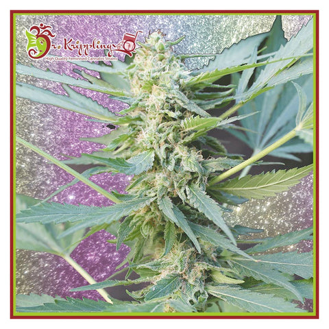 Mango Chutney Auto - Feminzed & Autoflowering - Dr Krippling Seeds