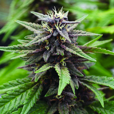 Royal Purple Kush CBD - Feminzed - Emerald Triangle Seeds