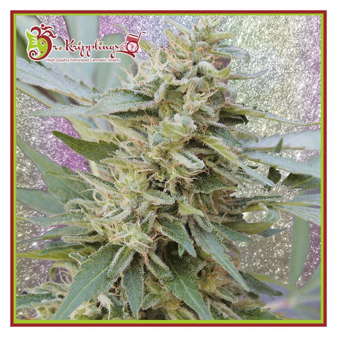 S&M - Feminzed - Dr Krippling Seeds