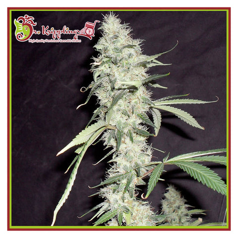 Sonic Bloom Auto - Feminzed & Autoflowering - Dr Krippling Seeds
