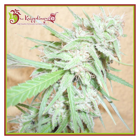 Spinning Buzz Kick - Feminzed & Autoflowering - Dr Krippling Seeds