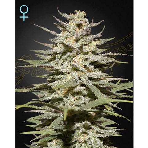 Super Lemon Haze CBD - Feminzed - Green House Seeds