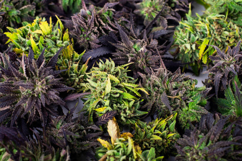 Feminised Cannabis Seeds