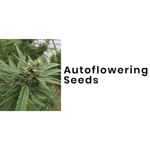 Auto Flowering Cannabis Seeds