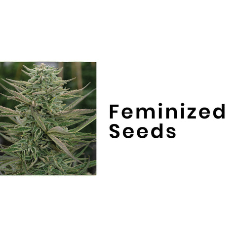 Feminised Cannabis Seeds