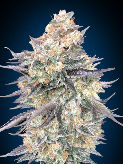 Blue Dream Feminised Seeds