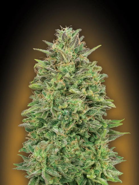 00 Skunk Feminised Seeds