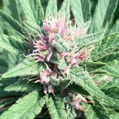 ErdPurt x PCK Regular Seeds