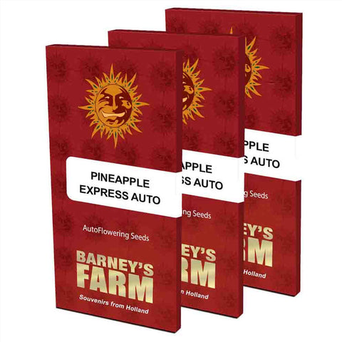 Pineapple Express Auto - Autoflowering - Barneys Farm Seeds
